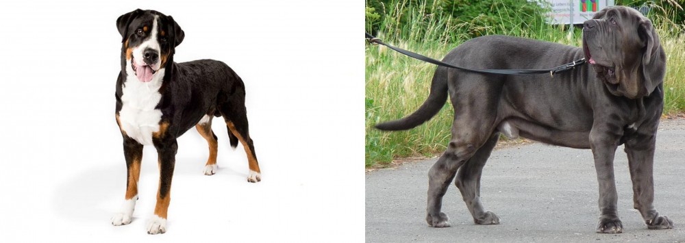 Neapolitan Mastiff vs Greater Swiss Mountain Dog - Breed Comparison