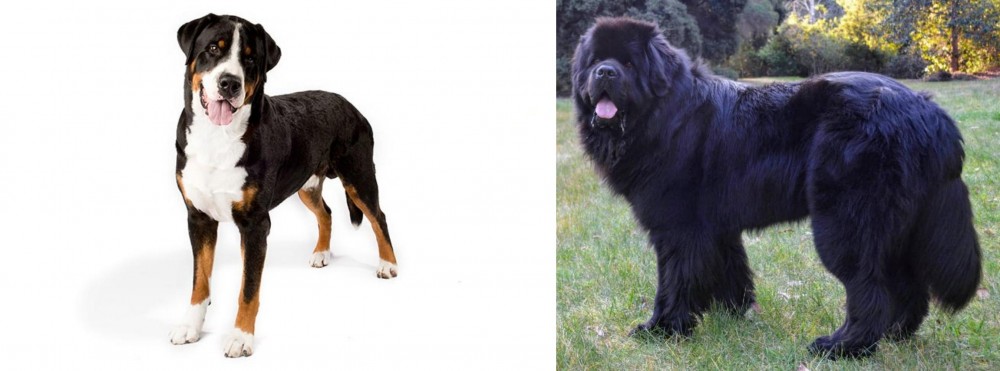 Newfoundland Dog vs Greater Swiss Mountain Dog - Breed Comparison