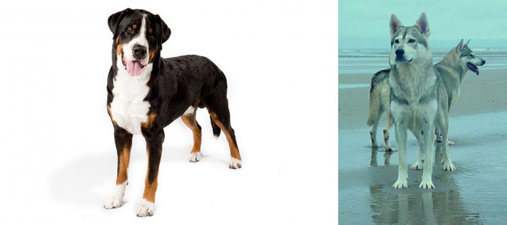 Northern Inuit Dog vs Greater Swiss Mountain Dog - Breed Comparison