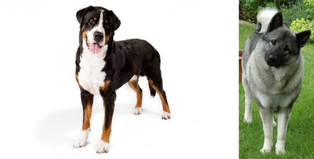 Norwegian Elkhound vs Greater Swiss Mountain Dog - Breed Comparison
