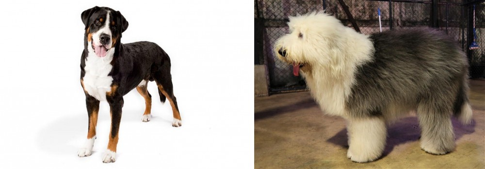 Old English Sheepdog vs Greater Swiss Mountain Dog - Breed Comparison