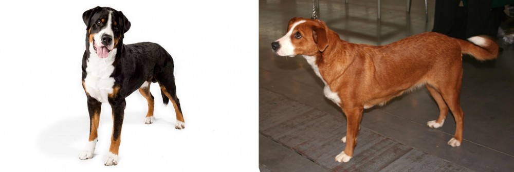 Osterreichischer Kurzhaariger Pinscher vs Greater Swiss Mountain Dog - Breed Comparison