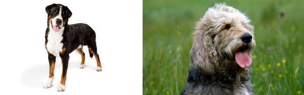 Otterhound vs Greater Swiss Mountain Dog - Breed Comparison