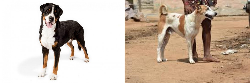 Pandikona vs Greater Swiss Mountain Dog - Breed Comparison