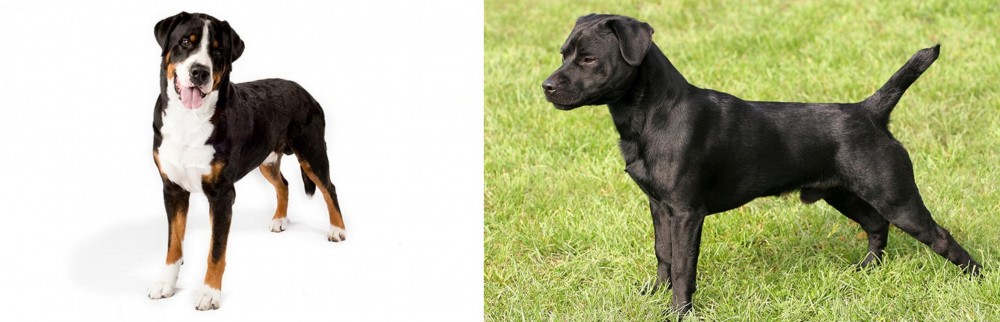 Patterdale Terrier vs Greater Swiss Mountain Dog - Breed Comparison