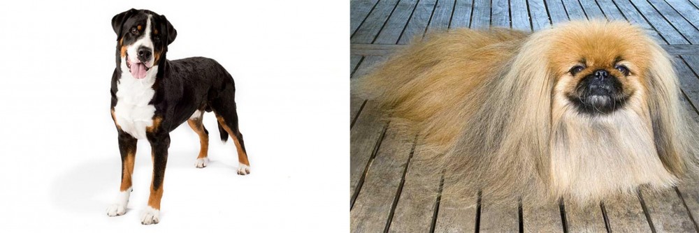 Pekingese vs Greater Swiss Mountain Dog - Breed Comparison