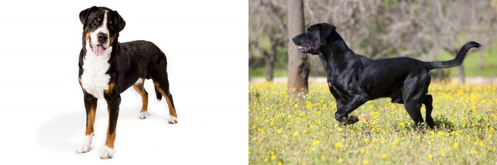 Perro de Pastor Mallorquin vs Greater Swiss Mountain Dog - Breed Comparison