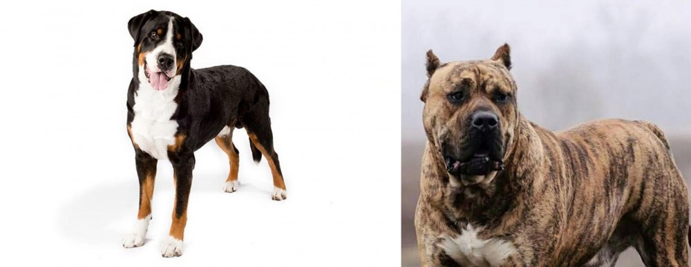 Perro de Presa Canario vs Greater Swiss Mountain Dog - Breed Comparison