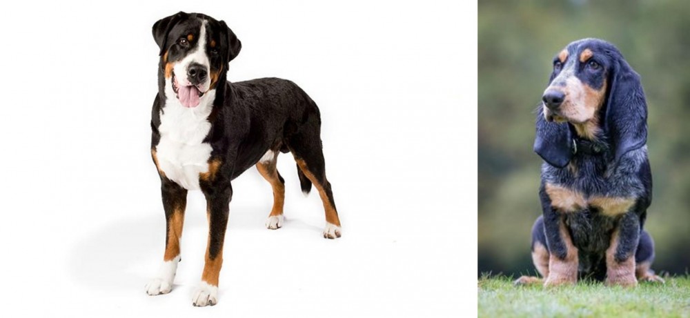 Petit Bleu de Gascogne vs Greater Swiss Mountain Dog - Breed Comparison