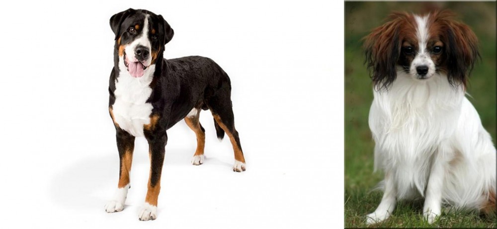 Phalene vs Greater Swiss Mountain Dog - Breed Comparison