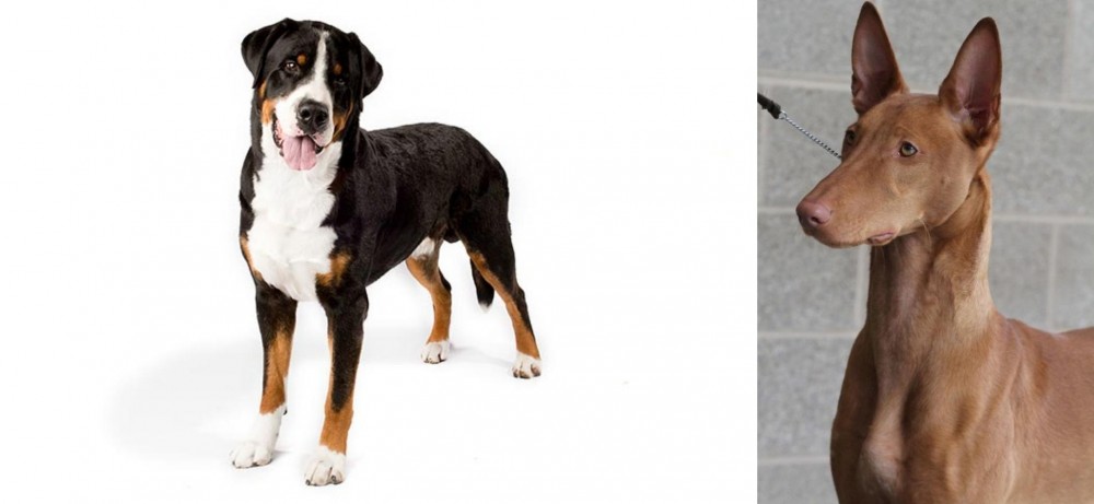 Pharaoh Hound vs Greater Swiss Mountain Dog - Breed Comparison
