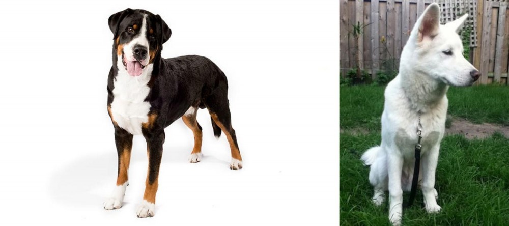 Phung San vs Greater Swiss Mountain Dog - Breed Comparison