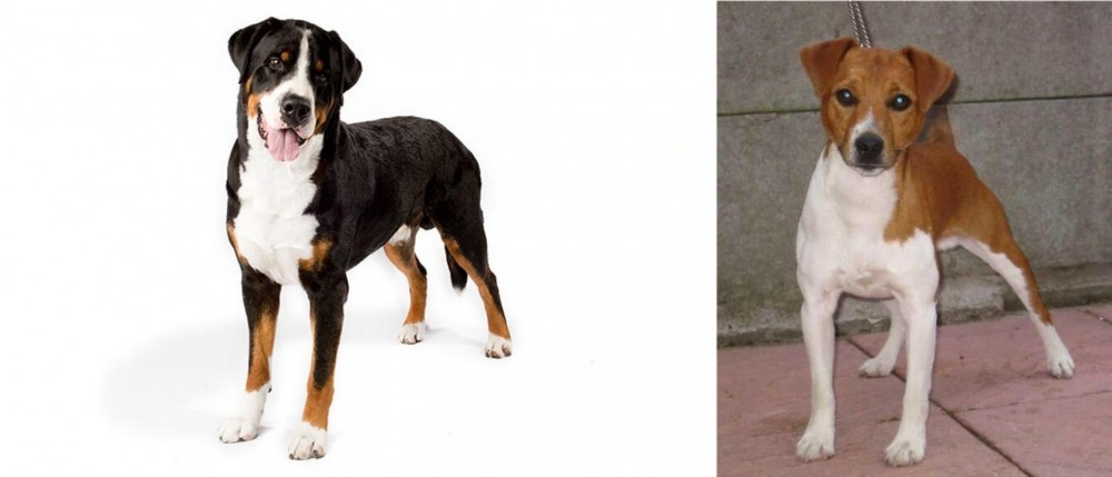 Plummer Terrier vs Greater Swiss Mountain Dog - Breed Comparison