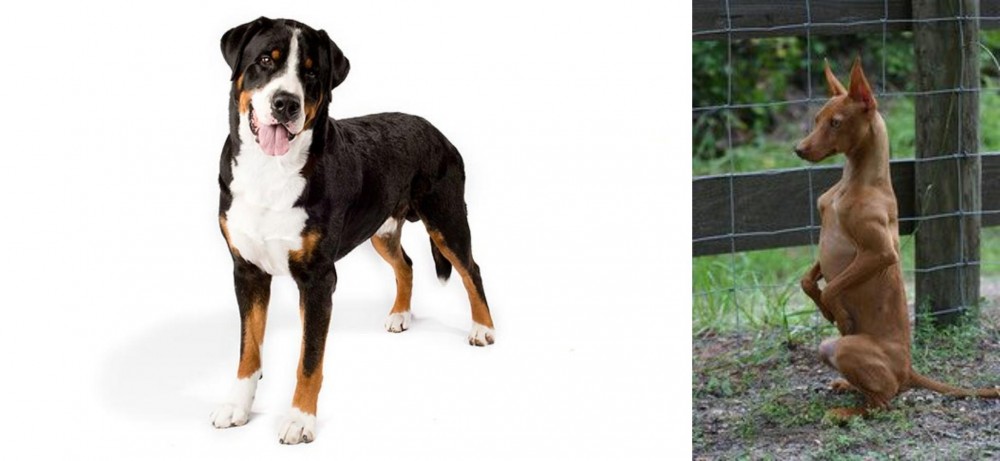 Podenco Andaluz vs Greater Swiss Mountain Dog - Breed Comparison