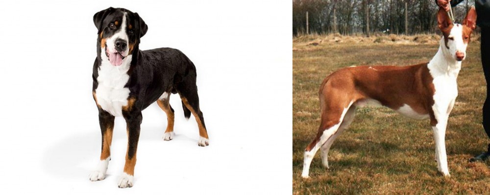 Podenco Canario vs Greater Swiss Mountain Dog - Breed Comparison