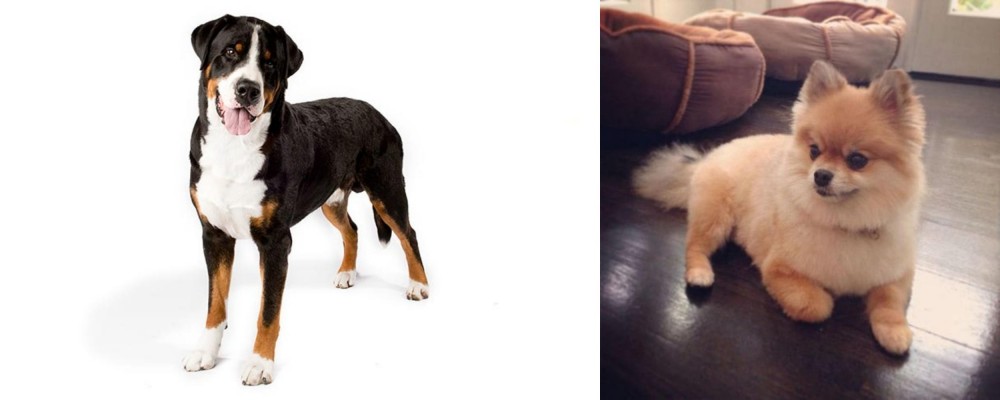 Pomeranian vs Greater Swiss Mountain Dog - Breed Comparison