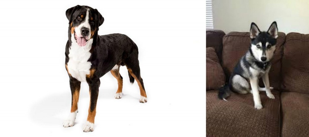 Pomsky vs Greater Swiss Mountain Dog - Breed Comparison