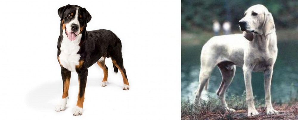 Porcelaine vs Greater Swiss Mountain Dog - Breed Comparison