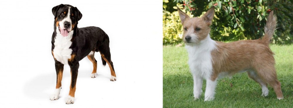 Portuguese Podengo vs Greater Swiss Mountain Dog - Breed Comparison