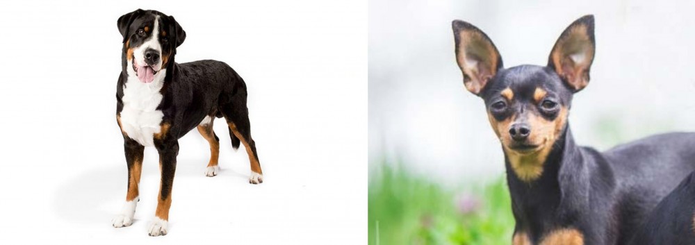 Prazsky Krysarik vs Greater Swiss Mountain Dog - Breed Comparison