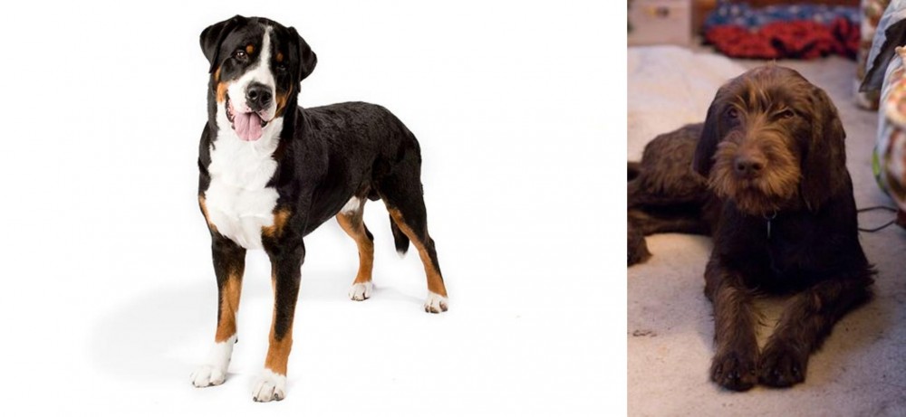 Pudelpointer vs Greater Swiss Mountain Dog - Breed Comparison