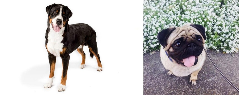 Pug vs Greater Swiss Mountain Dog - Breed Comparison