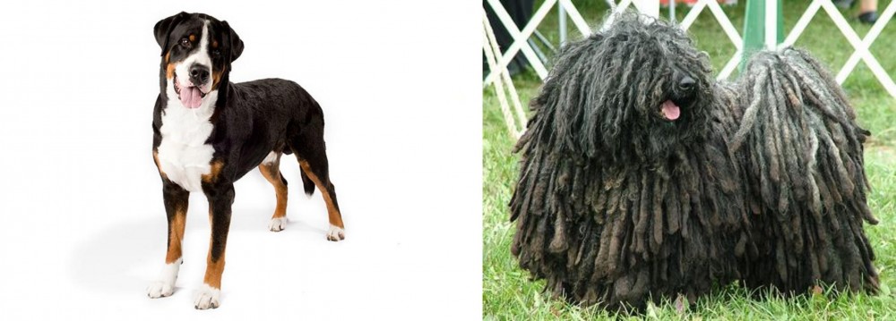 Puli vs Greater Swiss Mountain Dog - Breed Comparison