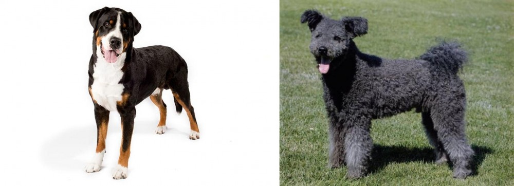 Pumi vs Greater Swiss Mountain Dog - Breed Comparison