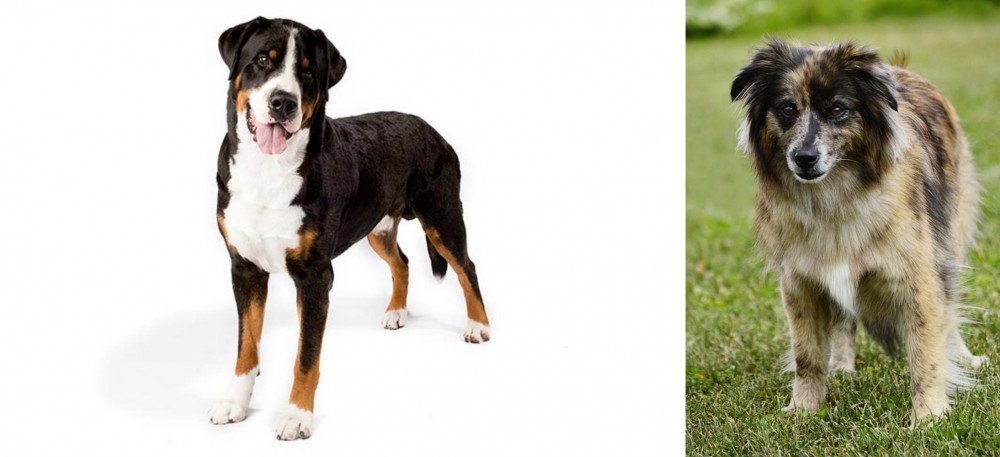 Pyrenean Shepherd vs Greater Swiss Mountain Dog - Breed Comparison