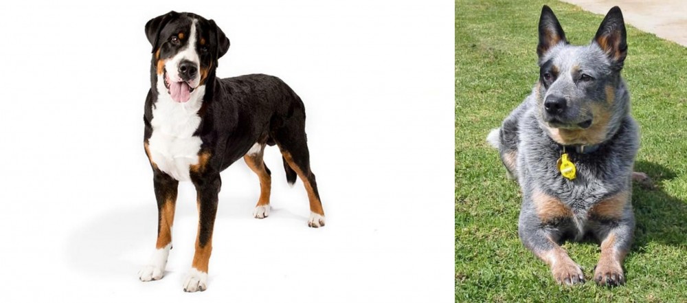 Queensland Heeler vs Greater Swiss Mountain Dog - Breed Comparison