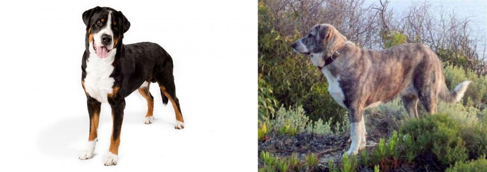 Rafeiro do Alentejo vs Greater Swiss Mountain Dog - Breed Comparison