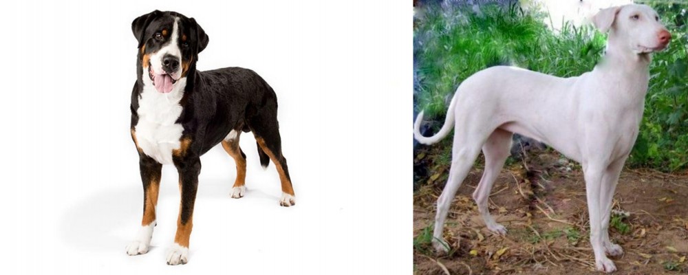 Rajapalayam vs Greater Swiss Mountain Dog - Breed Comparison