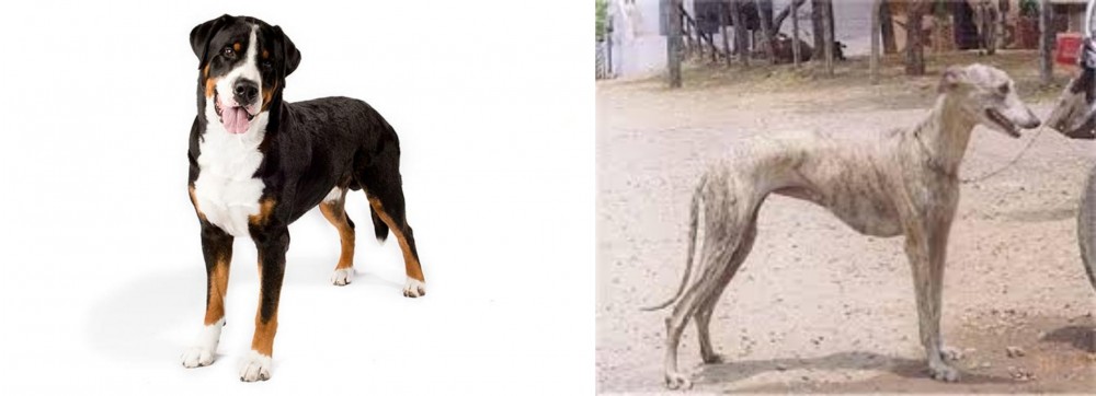Rampur Greyhound vs Greater Swiss Mountain Dog - Breed Comparison