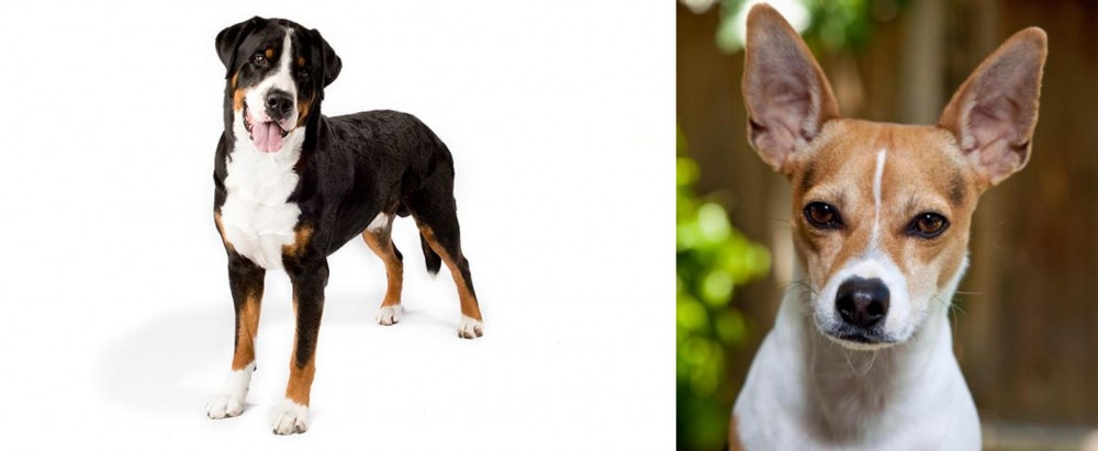 Rat Terrier vs Greater Swiss Mountain Dog - Breed Comparison