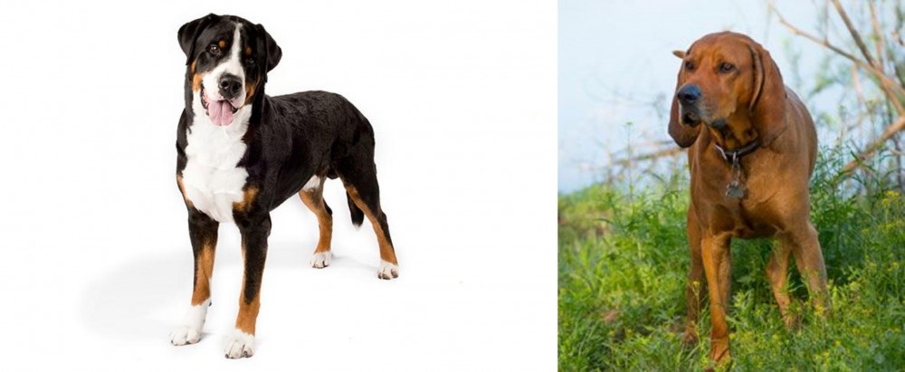 Redbone Coonhound vs Greater Swiss Mountain Dog - Breed Comparison
