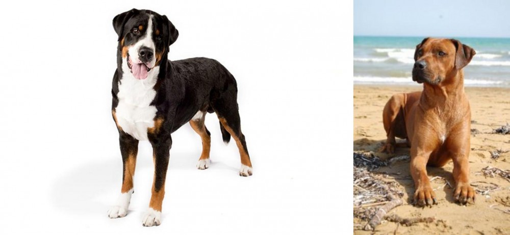 Rhodesian Ridgeback vs Greater Swiss Mountain Dog - Breed Comparison