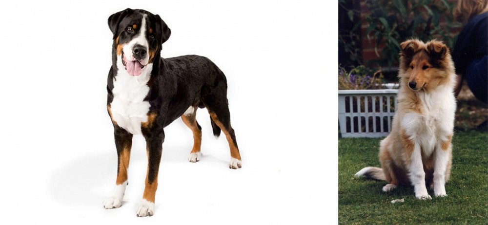 Rough Collie vs Greater Swiss Mountain Dog - Breed Comparison