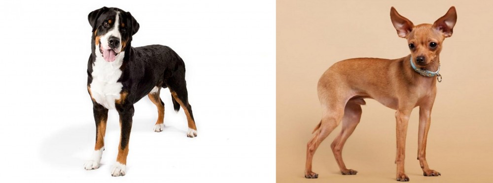 Russian Toy Terrier vs Greater Swiss Mountain Dog - Breed Comparison