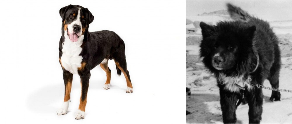 Sakhalin Husky vs Greater Swiss Mountain Dog - Breed Comparison