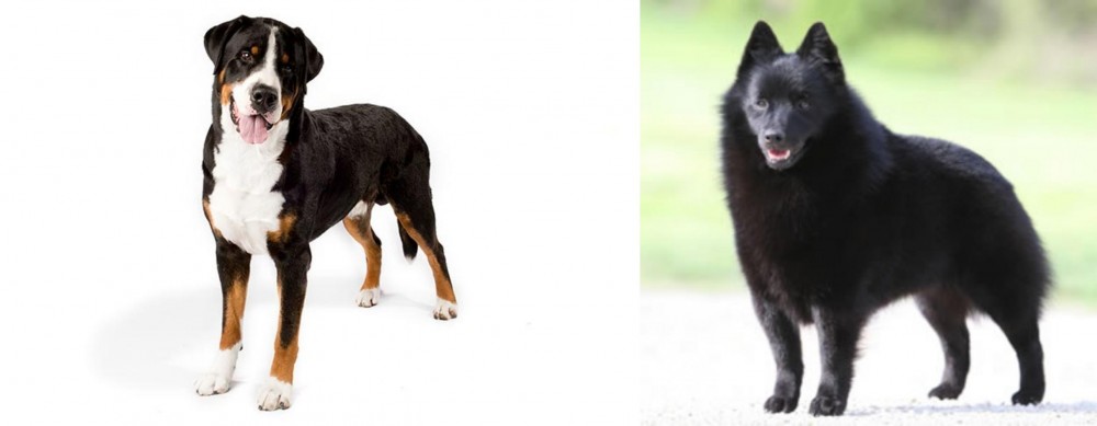 Schipperke vs Greater Swiss Mountain Dog - Breed Comparison