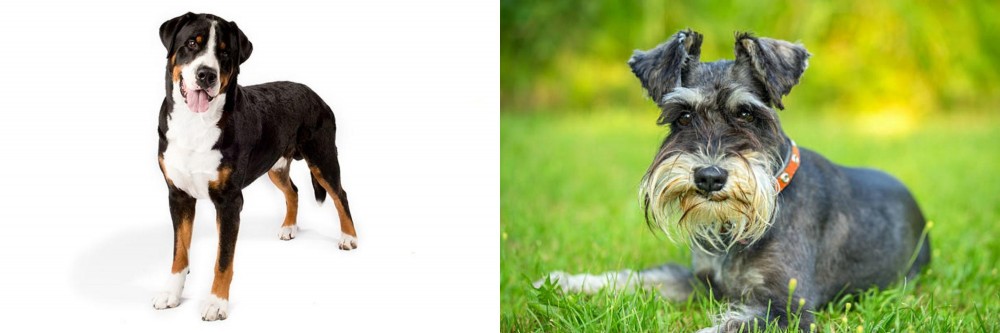 Schnauzer vs Greater Swiss Mountain Dog - Breed Comparison