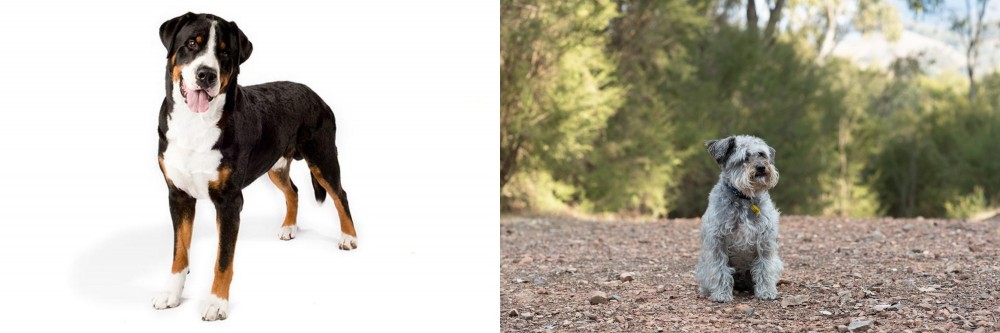 Schnoodle vs Greater Swiss Mountain Dog - Breed Comparison
