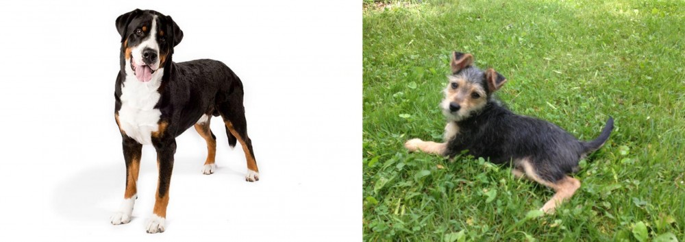 Schnorkie vs Greater Swiss Mountain Dog - Breed Comparison