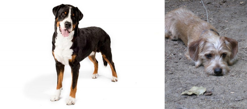 Schweenie vs Greater Swiss Mountain Dog - Breed Comparison