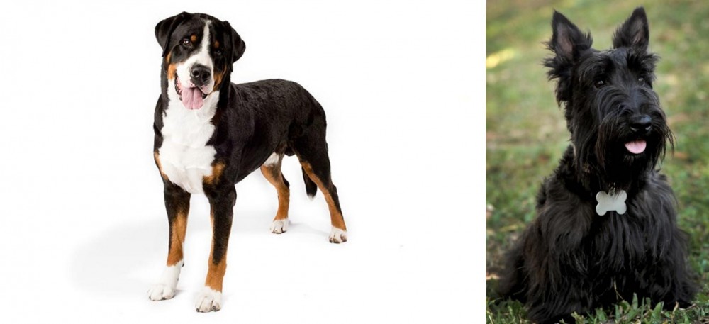 Scoland Terrier vs Greater Swiss Mountain Dog - Breed Comparison