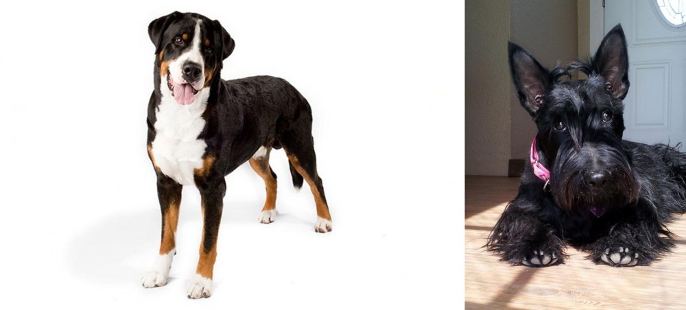 Scottish Terrier vs Greater Swiss Mountain Dog - Breed Comparison