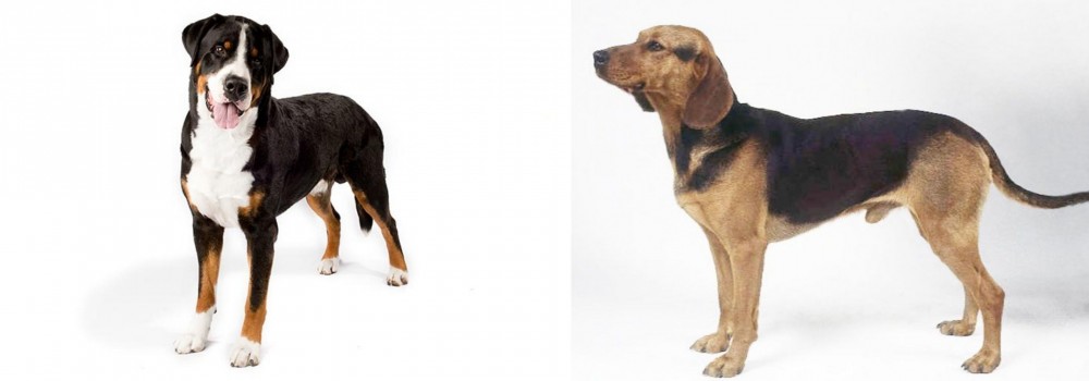 Serbian Hound vs Greater Swiss Mountain Dog - Breed Comparison