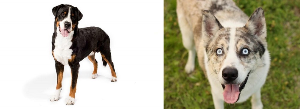 Shepherd Husky vs Greater Swiss Mountain Dog - Breed Comparison