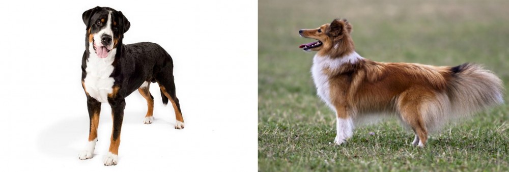Shetland Sheepdog vs Greater Swiss Mountain Dog - Breed Comparison