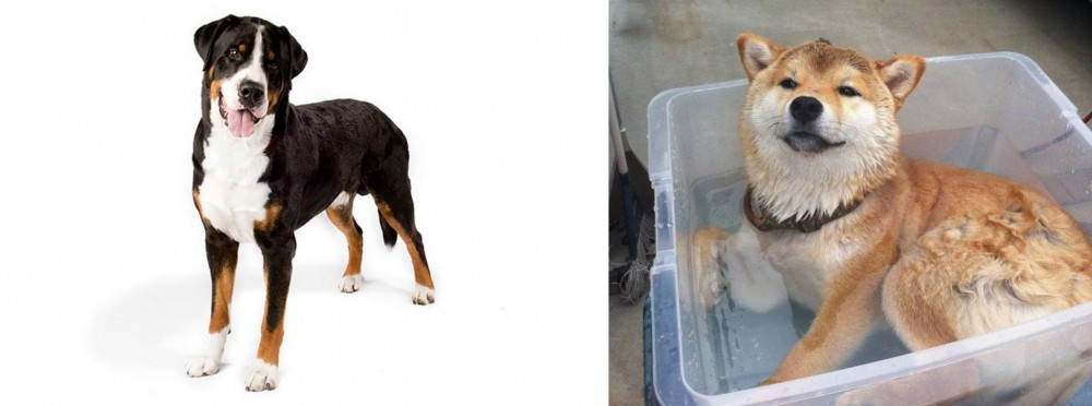 Shiba Inu vs Greater Swiss Mountain Dog - Breed Comparison